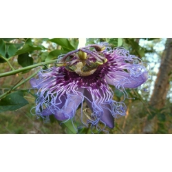 Passiflora cincinnata Bahia